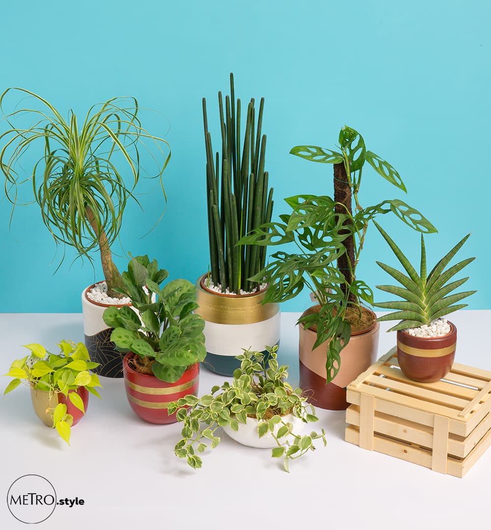 A plant gift for every personality, by City Plants A plant gift for every personality, by City Plants